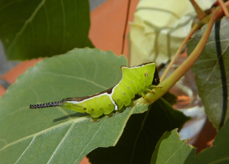 Dall''uovo all''adulto: Cerura (Apocerura) erminea  - Notodontidae